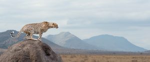 African Conservation Experience Header