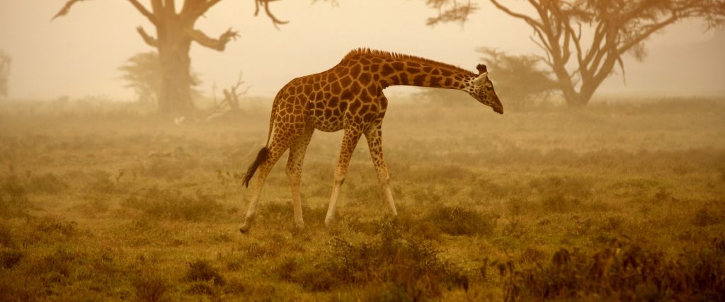 Wildlife Conservation Volunteer Opportunities-header - Global Guardians