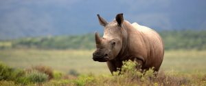 rhino conservation Australia
