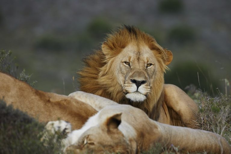 Wildlife Conservation Volunteer Australia | Global Guardians Conservation