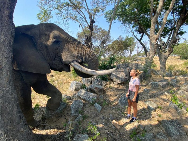 Wildlife Conservation Volunteer Opportunities | Global Guardians
